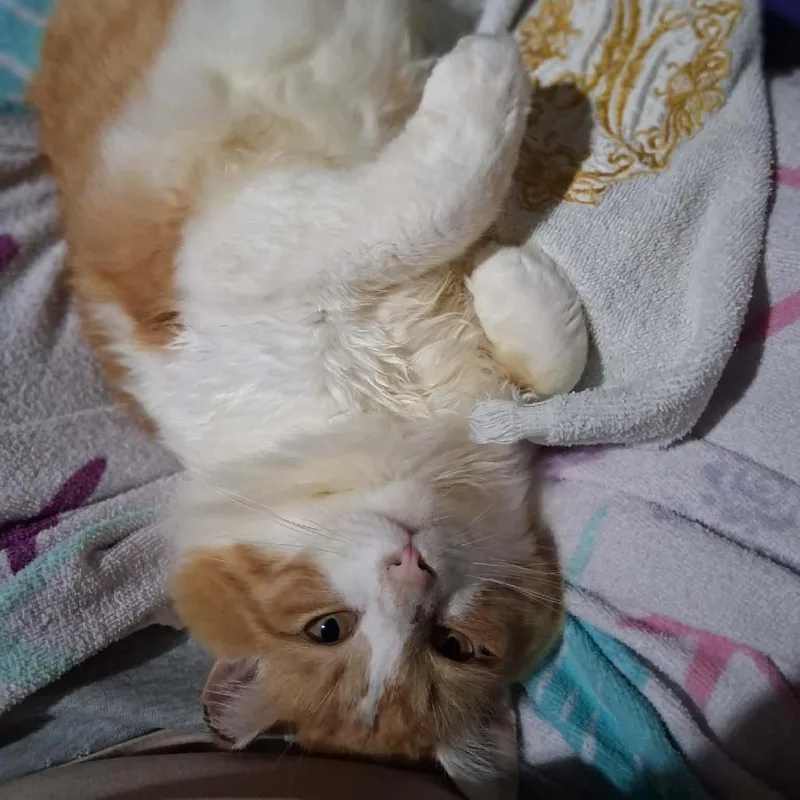 An adult medium-sized male Domestic Medium Hair cat named Karama for adoption in Milan, IL