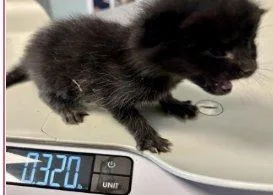 A baby small-sized male Smoke Domestic Short Hair cat named Naruto for adoption in Raleigh, NC