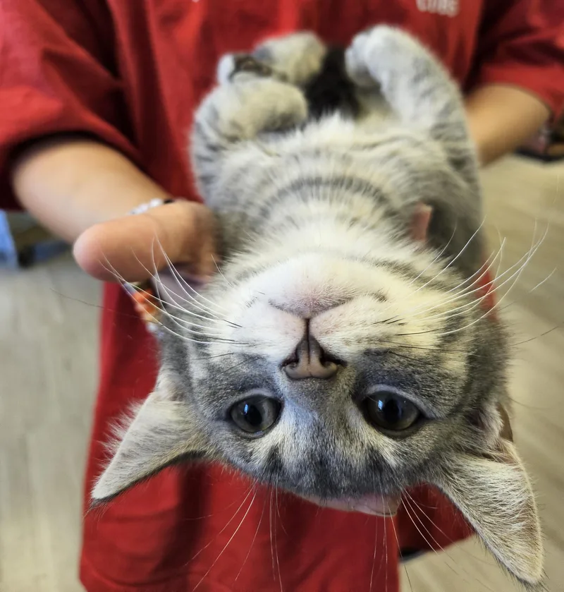 A baby medium-sized male Gray & White Tabby cat named Louie for adoption in South Elgin, IL