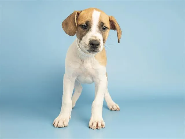 A baby small-sized male Australian Cattle Dog / Blue Heeler dog named Marigold for adoption in Phoenix, AZ