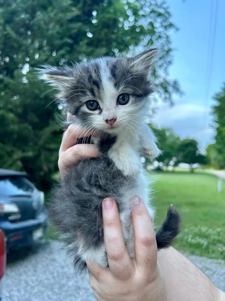 A baby medium-sized female Domestic Long Hair cat named Tribble for adoption in Claremore, OK