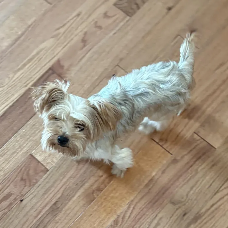 An adult small-sized female Yellow / Tan / Blond / Fawn Silky Terrier dog named Ingrid for adoption in New Orleans, LA