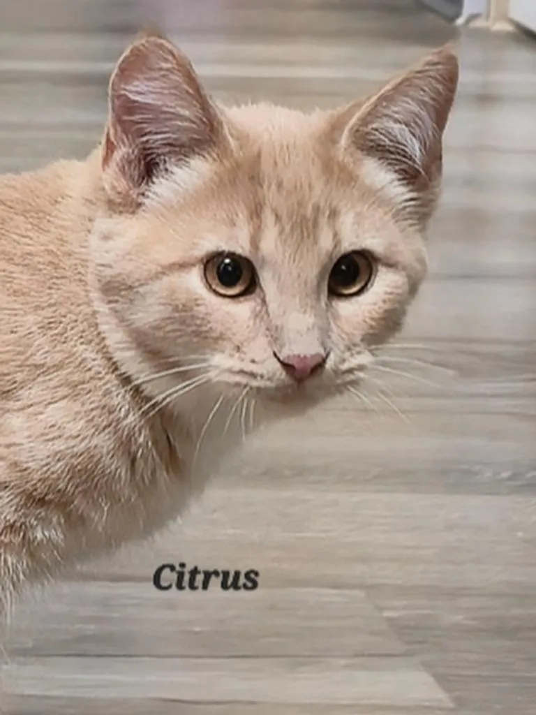 Citrus
