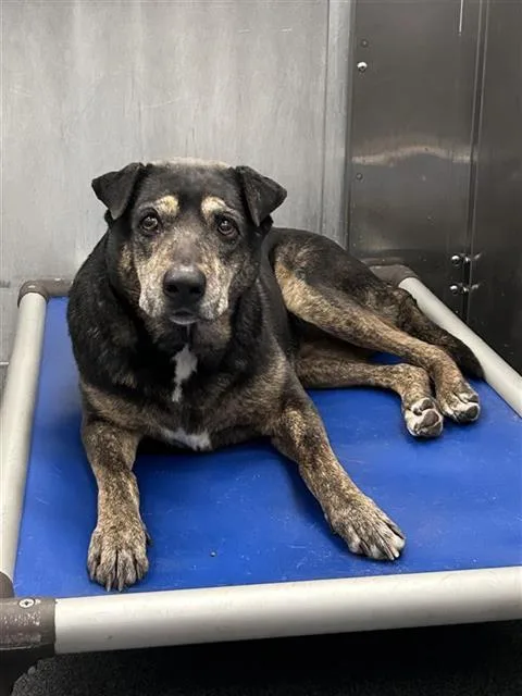 An adult large-sized female German Shepherd Dog dog named Chocolate for adoption in Dallas, TX