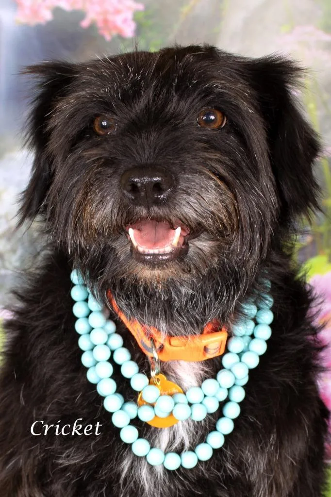 An adult medium-sized female Terrier dog named Cricket for adoption in Gilbert, AZ