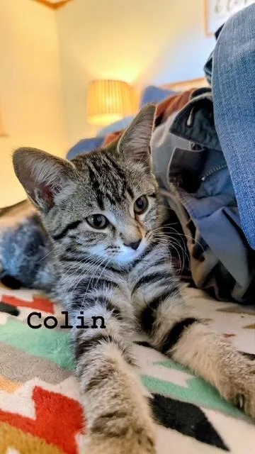 A baby medium-sized female Tabby (Brown / Chocolate) Domestic Short Hair cat named Colina for adoption in Murfreesboro, TN