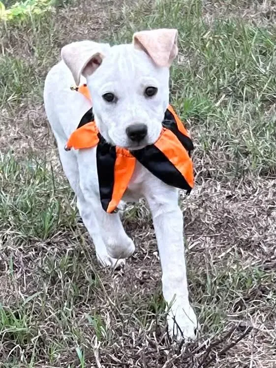 A baby small-sized male Apricot / Beige Jack Russell Terrier dog named King for adoption in Boerne, TX