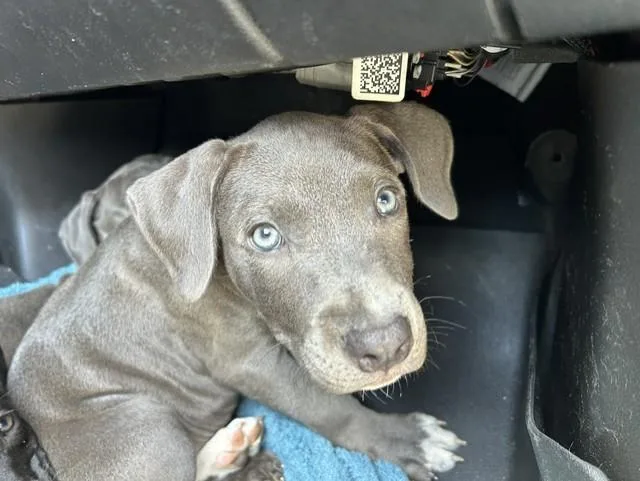 A baby large-sized male Pit Bull Terrier dog named A for adoption in Ocala, FL