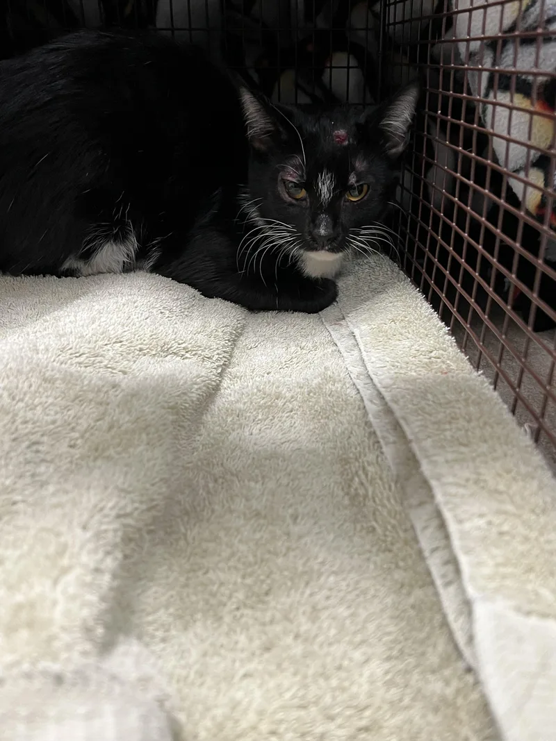 A young medium-sized female Domestic Short Hair cat named Lily for adoption in Chatsworth, CA