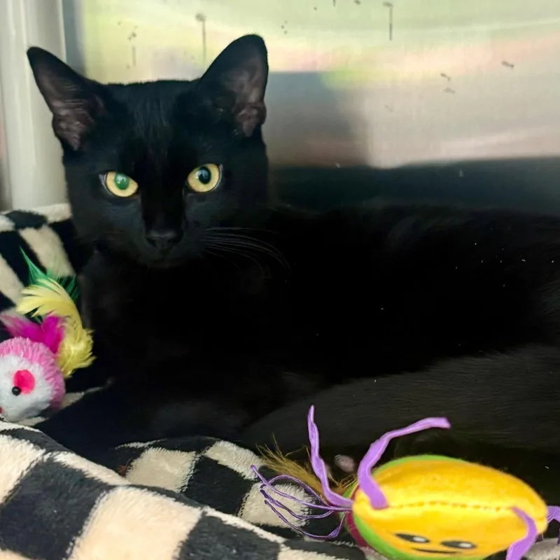 An adult medium-sized male Domestic Short Hair cat named Licorice for adoption in New Fairfield, CT
