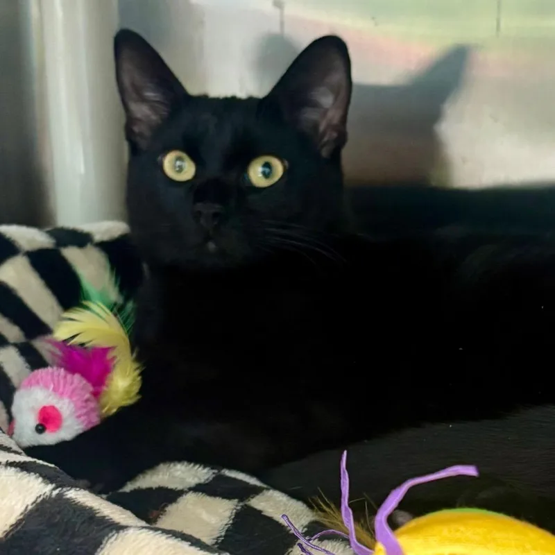 Licorice thumbnail 3