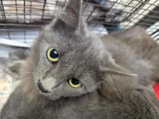 A young medium-sized female Domestic Short Hair cat named Gucci Mane for adoption in Los Angeles, CA