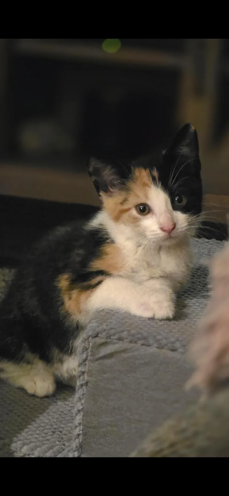 A baby large-sized female Calico Domestic Short Hair cat named Polly for adoption in Medford, WI