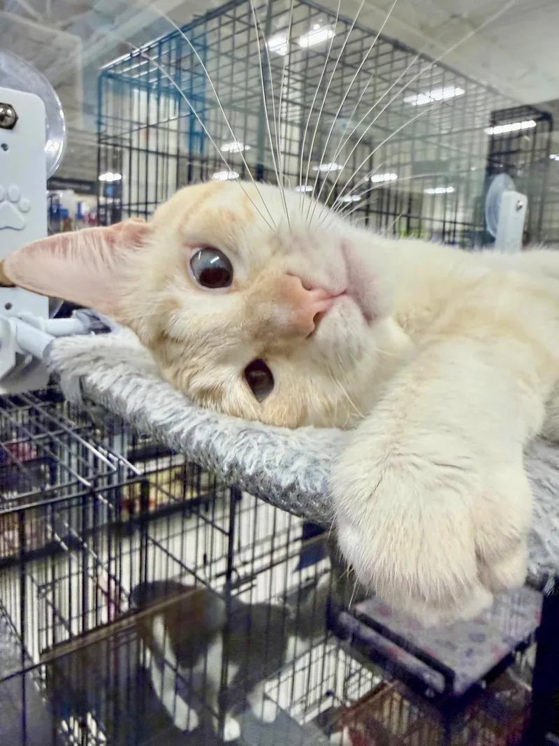 An adult medium-sized male Flame Point Siamese cat named Ryan for adoption in San Juan Capistrano, CA