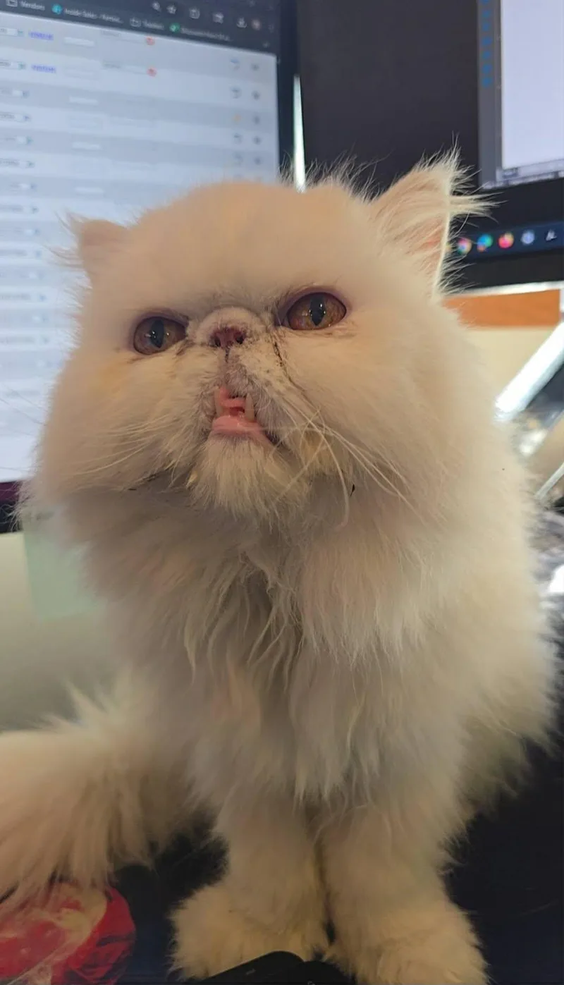 An adult medium-sized male White Persian cat named Chewy for adoption in Sioux Falls, SD