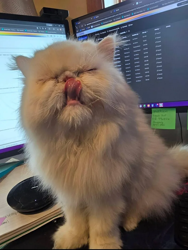 Chewy thumbnail 2
