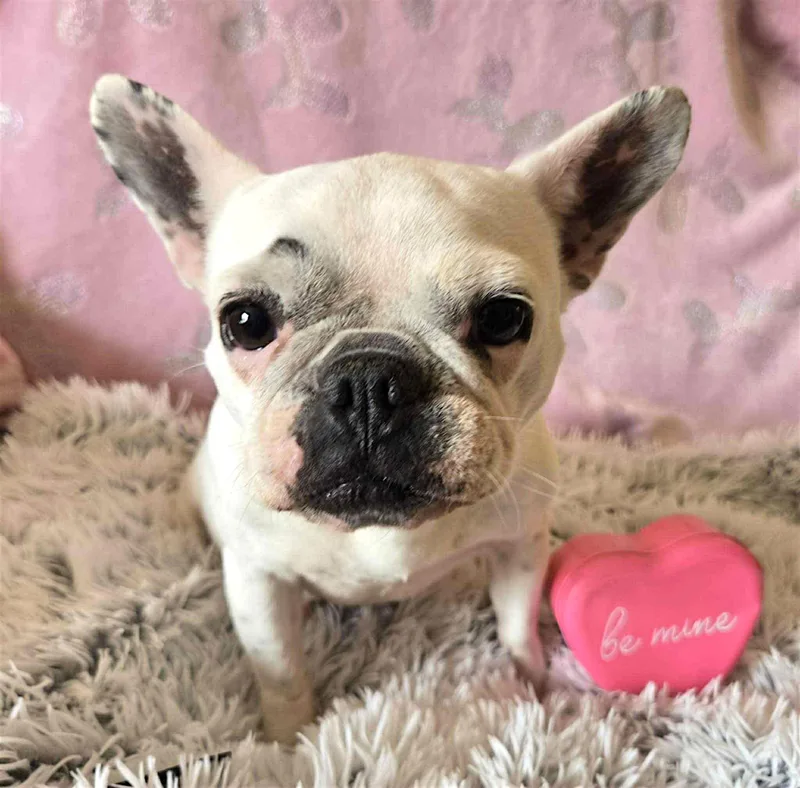A young small-sized female Yellow / Tan / Blond / Fawn French Bulldog dog named Opal for adoption in Memphis, TN