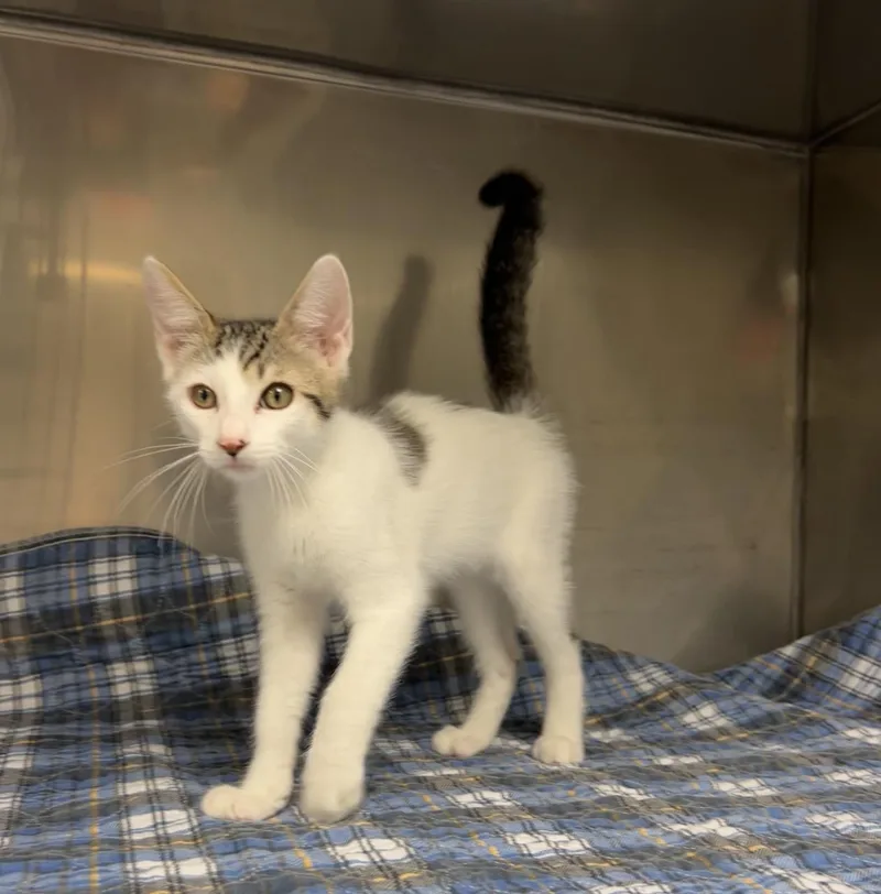 A baby medium-sized male Tabby (Brown / Chocolate) Domestic Short Hair cat named Buck Saw for adoption in Montville, NJ