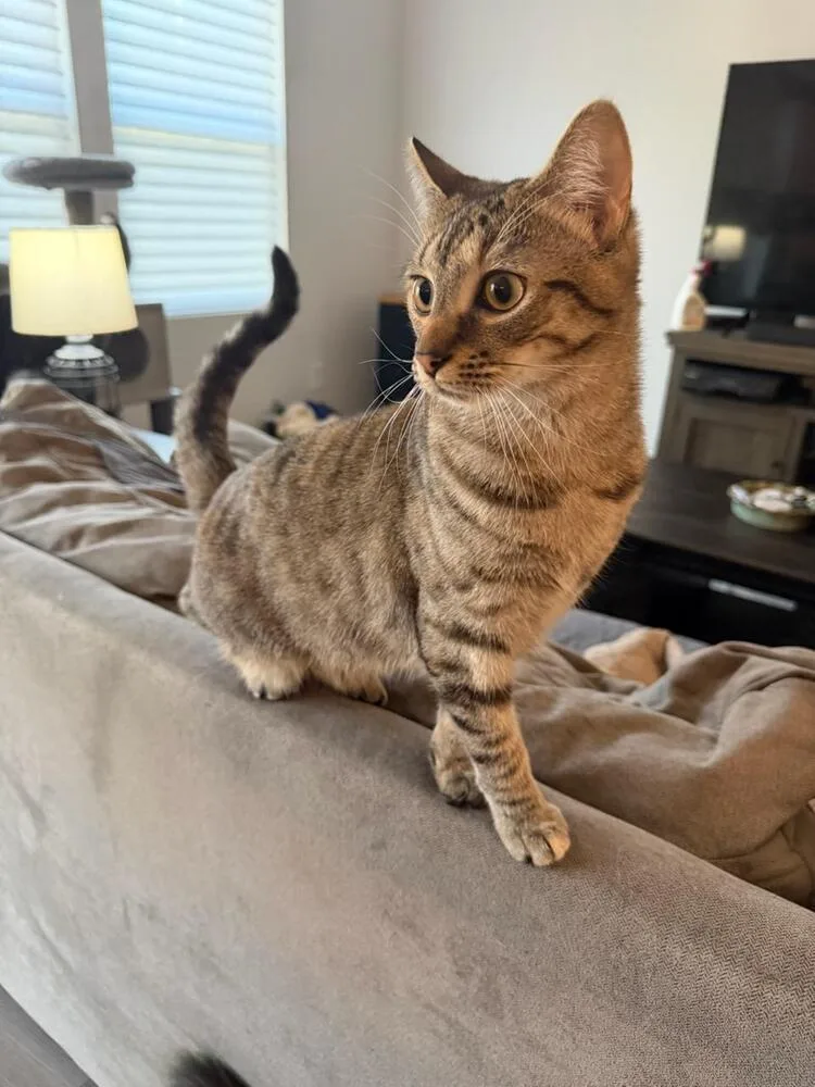 Valentine thumbnail 2