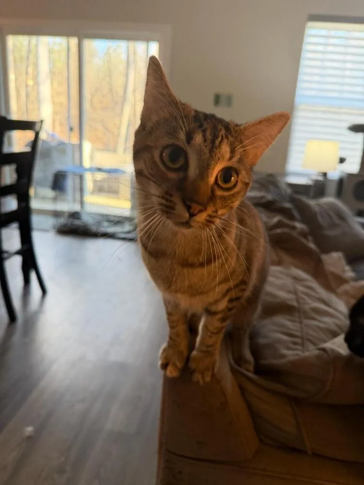 Valentine thumbnail 6