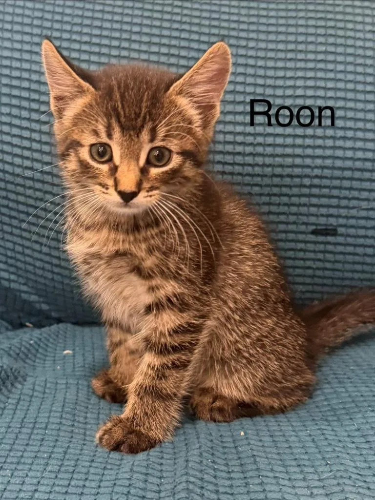 Roon