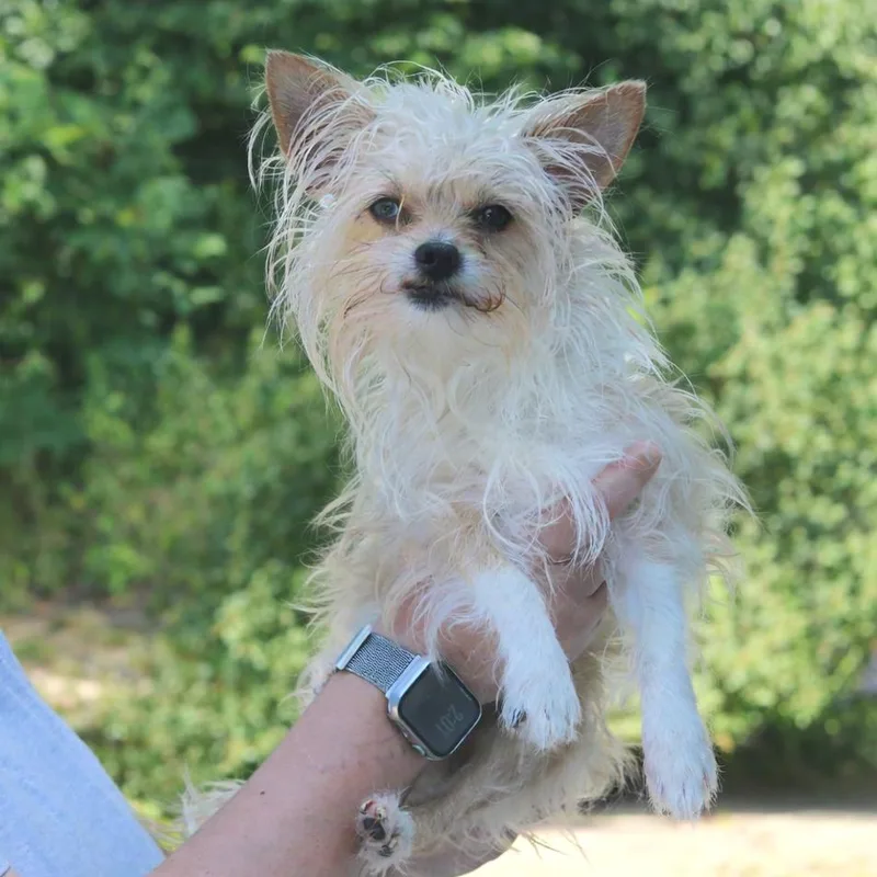 A young medium-sized male Gray / Blue / Silver Chihuahua dog named CT Peanut for adoption in Stormville, NY