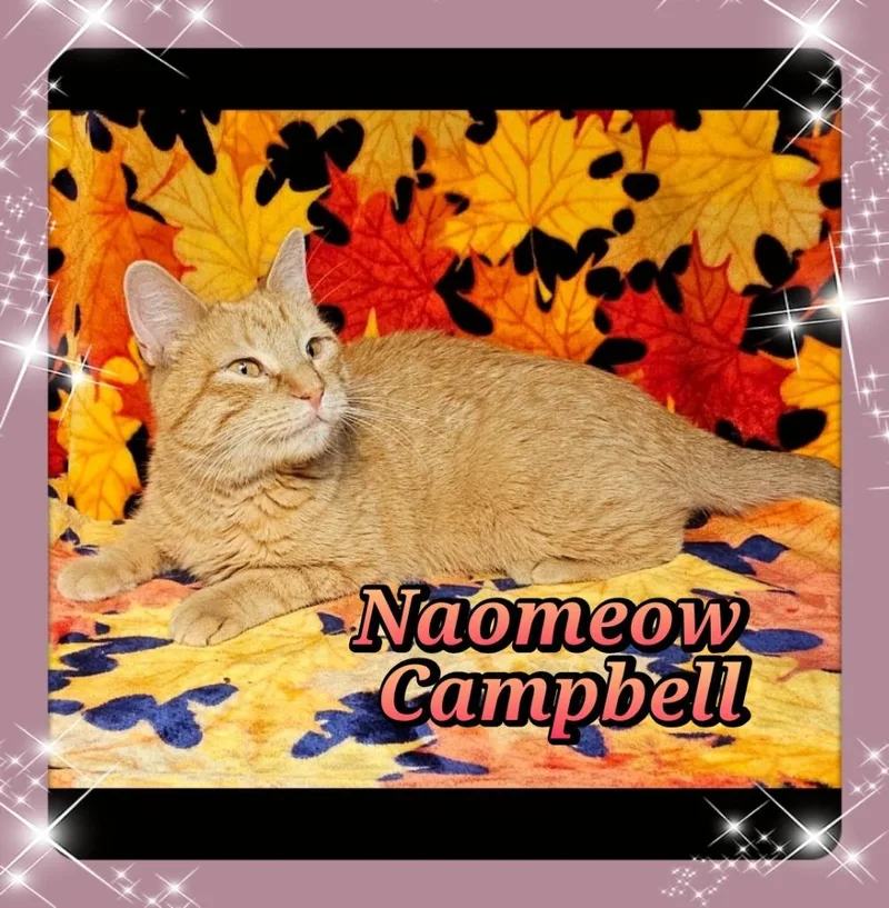 Naomeow Campbell