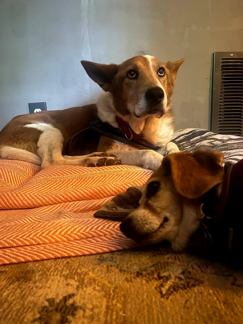 A senior medium-sized male Red / Chestnut / Orange Australian Cattle Dog / Blue Heeler dog named Red for adoption in Wantagh, NY