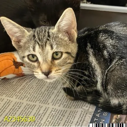 A baby small-sized female Gray / Blue / Silver Domestic Short Hair cat named Boo Dini for adoption in West Palm Beach, FL