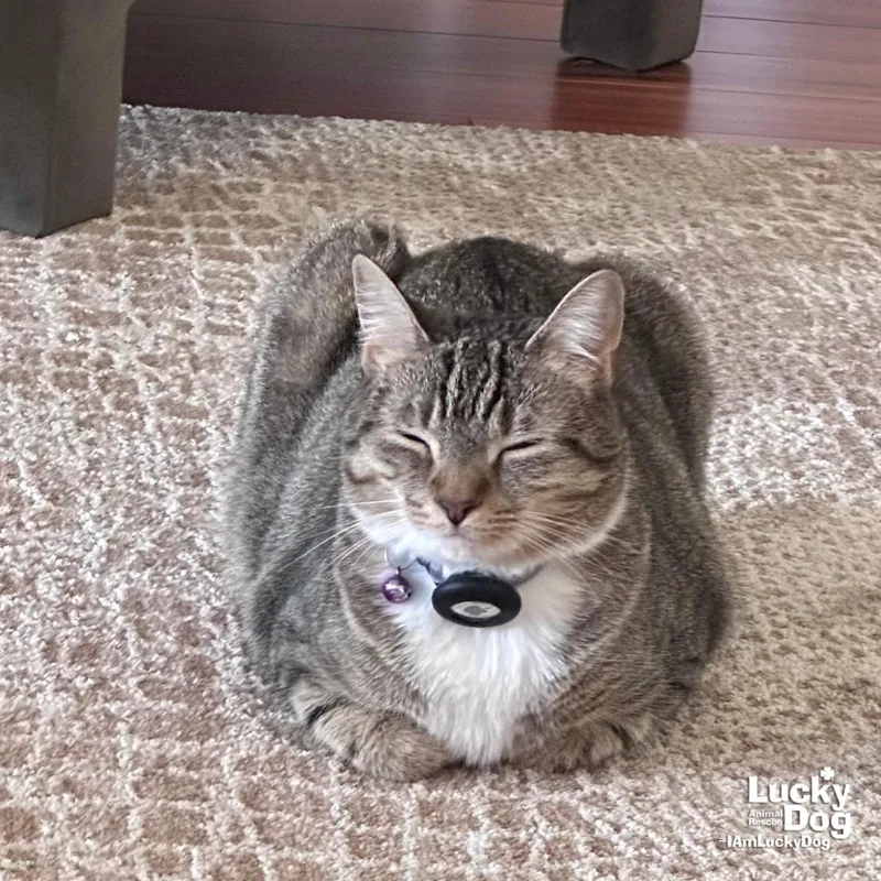 An adult medium-sized female Domestic Short Hair cat named Lucille for adoption in Washington, DC