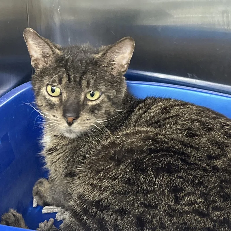 A senior large-sized male Brown / Chocolate Domestic Short Hair cat named Bacon for adoption in Lakeland, FL