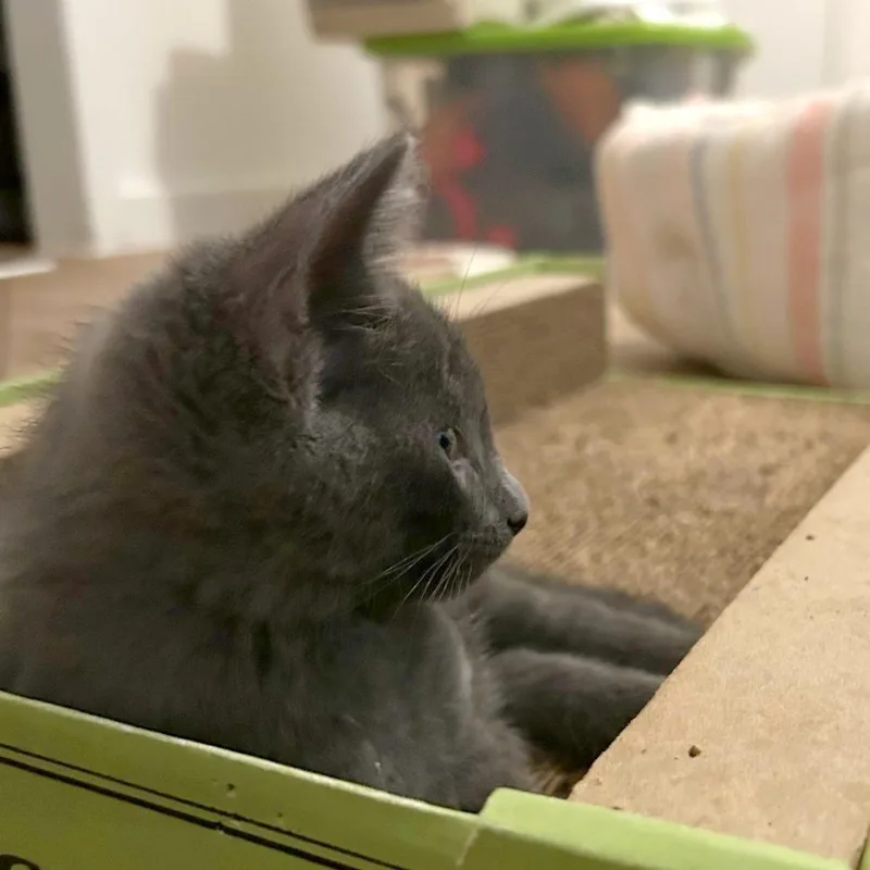 A baby small-sized male Gray / Blue / Silver Russian Blue cat named Xcuse Me for adoption in Austin, TX