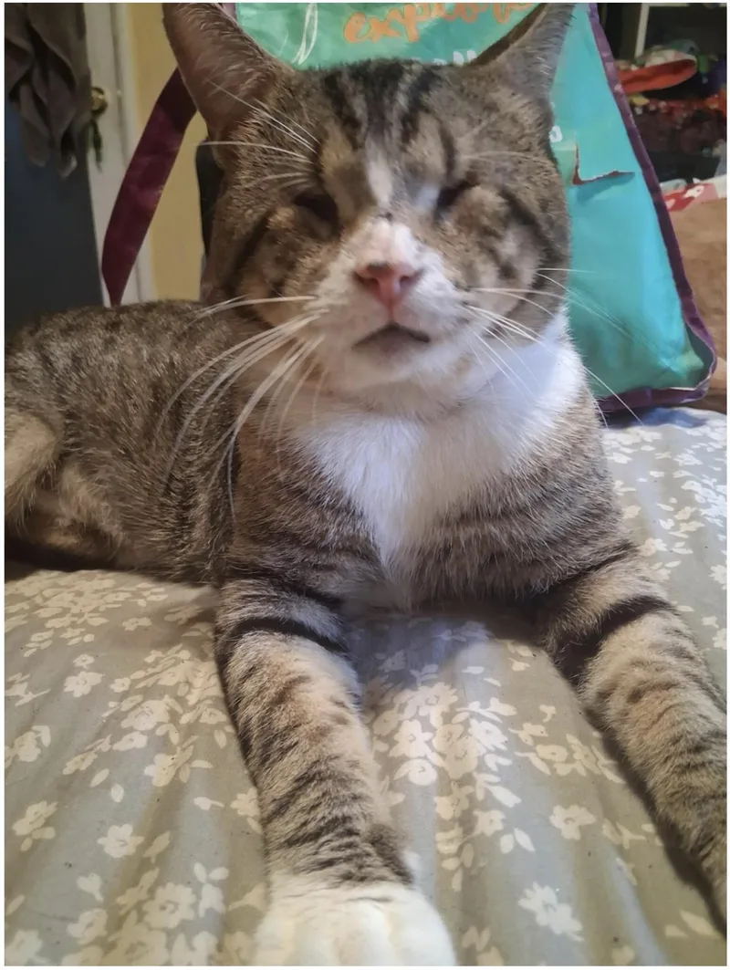 An adult medium-sized male Brown / Chocolate Domestic Short Hair cat named Scar for adoption in La Jolla, CA