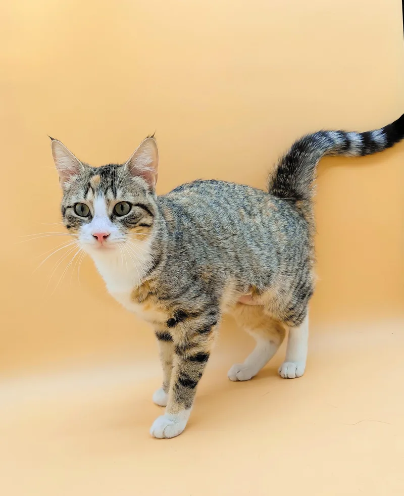 An adult medium-sized female Gray & White Domestic Short Hair cat named Angelica for adoption in Springfield, MO