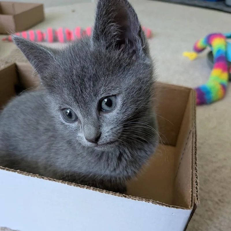 A baby small-sized female Gray / Blue / Silver Domestic Short Hair cat named Suede for adoption in North Branford, CT