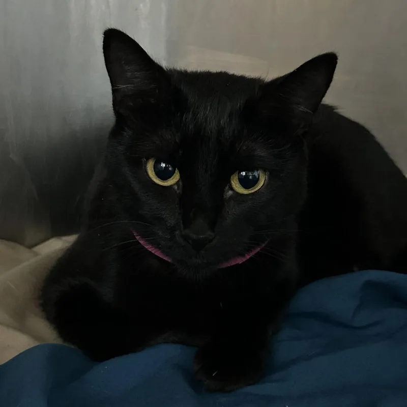 A young small-sized female Black Domestic Short Hair cat named Boy Mom for adoption in Chattanooga, TN