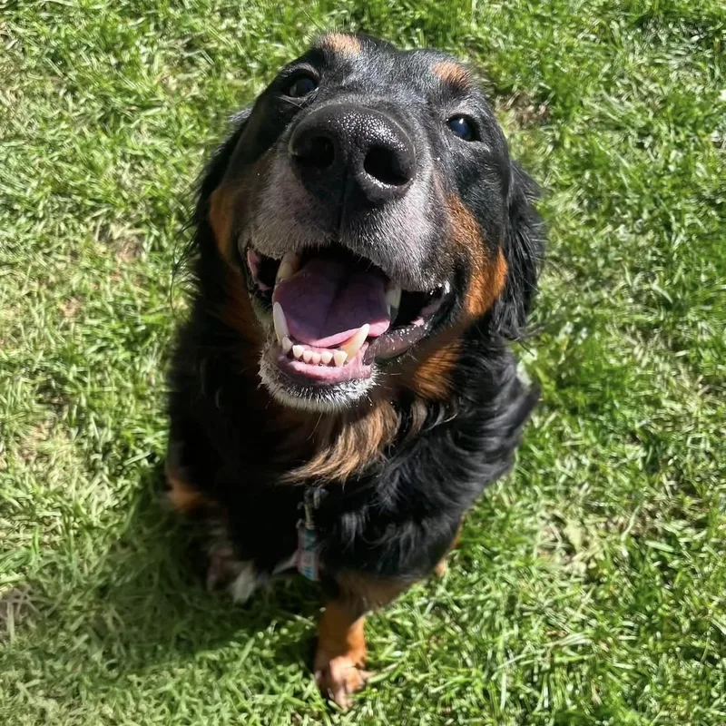An adult medium-sized male Black Mixed Breed dog named Willow for adoption in Syracuse, NY