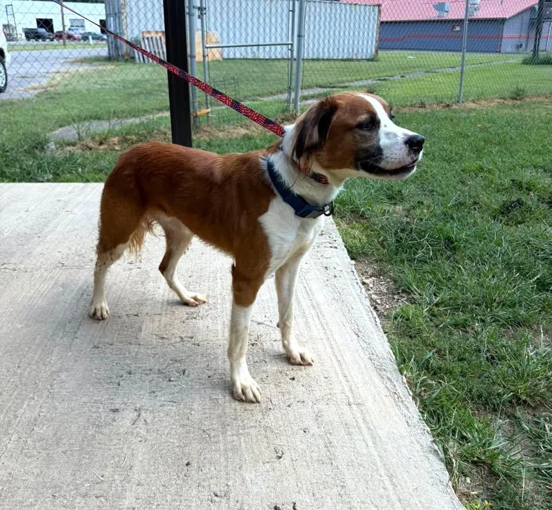 An adult medium-sized male Brittany Spaniel dog named Momo for adoption in Metropolis, IL