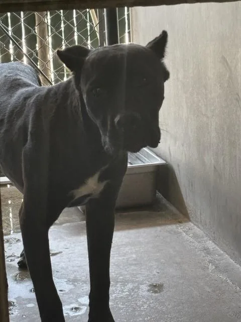 A young medium-sized male Cane Corso dog named Danny Phantom for adoption in San Bernardino, CA