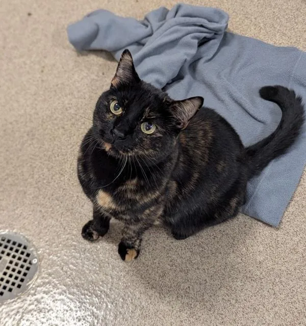 A senior medium-sized female Domestic Short Hair cat named Sheba for adoption in Oakland, CA