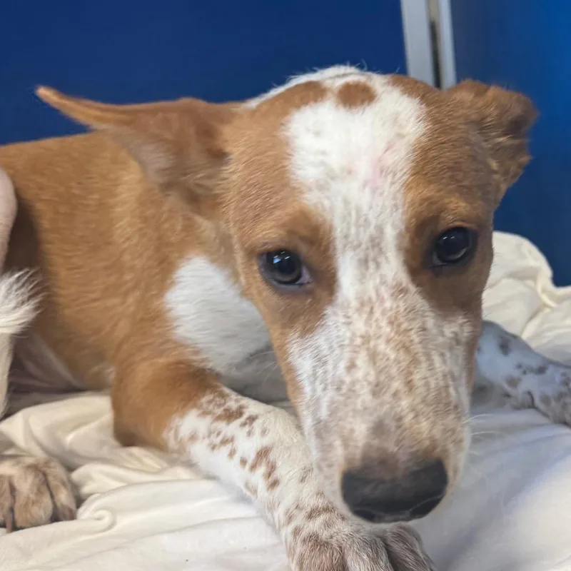 A baby medium-sized male Yellow / Tan / Blond / Fawn Mixed Breed dog named Lanie for adoption in Las Cruces, NM