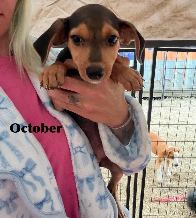 A baby small-sized male Dachshund dog named October SS in MS for adoption in Warwick, RI