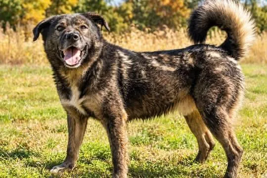 An adult large-sized male German Shepherd Dog named Kilo for adoption in Dixon, KY