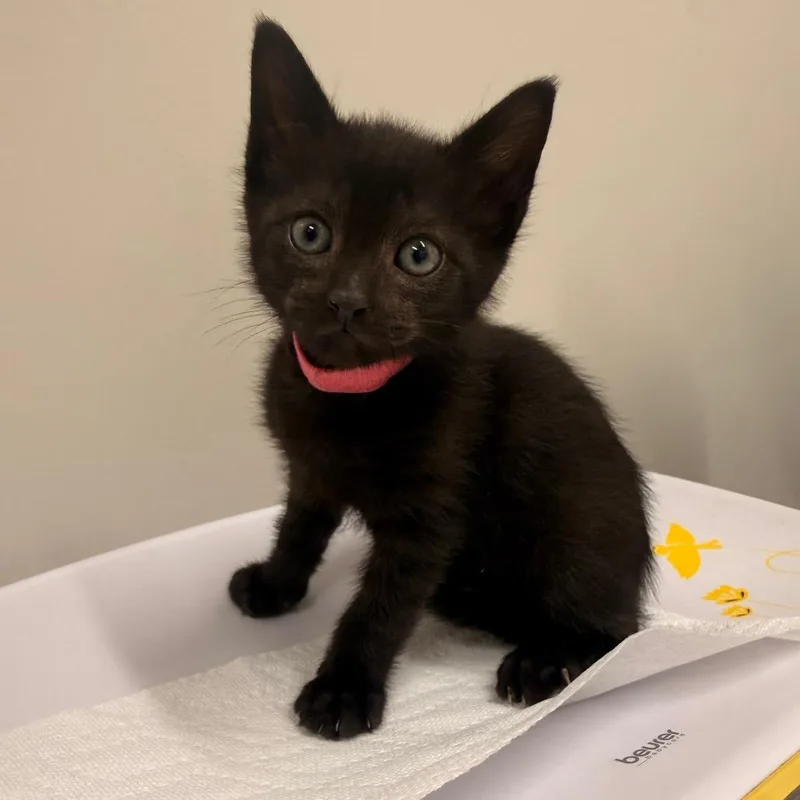 A baby small-sized male Black Domestic Short Hair cat named Tucker for adoption in Chattanooga, TN