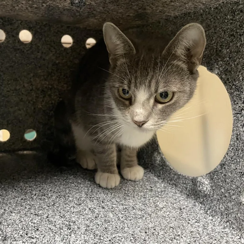 An adult medium-sized female Gray / Blue / Silver Domestic Short Hair cat named Catrina for adoption in Pasadena, CA