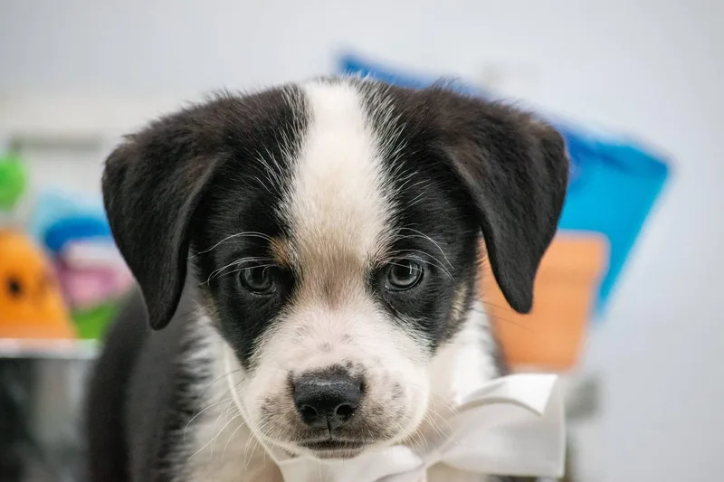 A baby small-sized male Black Border Collie dog named Dill for adoption in Sevierville, TN