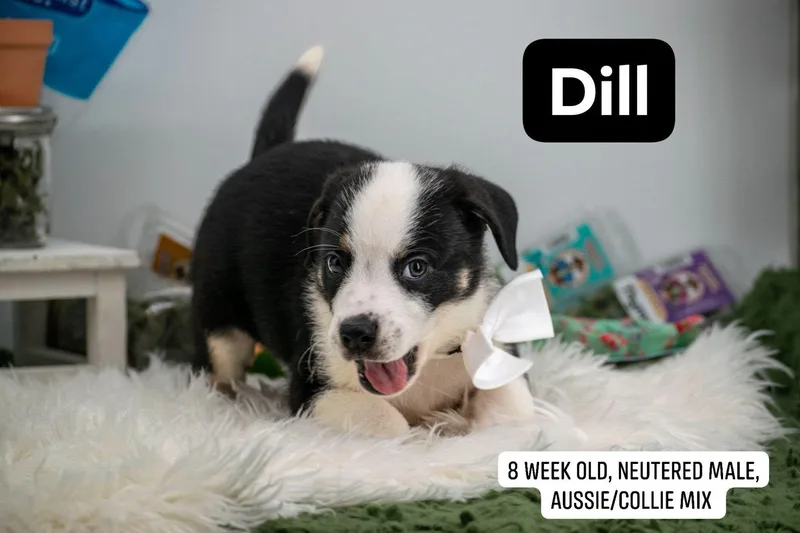 Dill thumbnail 2