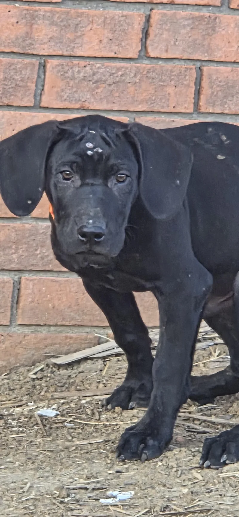 A young large-sized male Black Beagle dog named Boogeyman for adoption in Evansville, IN