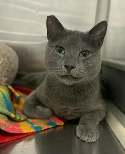 An adult large-sized female Domestic Short Hair cat named Baby Boomer for adoption in Fresno, CA