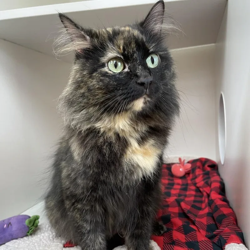 A young medium-sized female Tortoiseshell Domestic Long Hair cat named Cleo for adoption in Champaign, IL